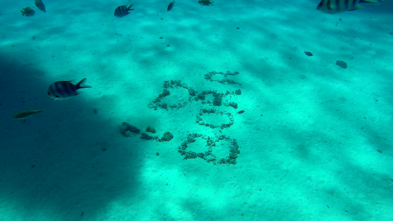 Jardin de coral Bora Bora Polinesia francesa - Bora Bora Island