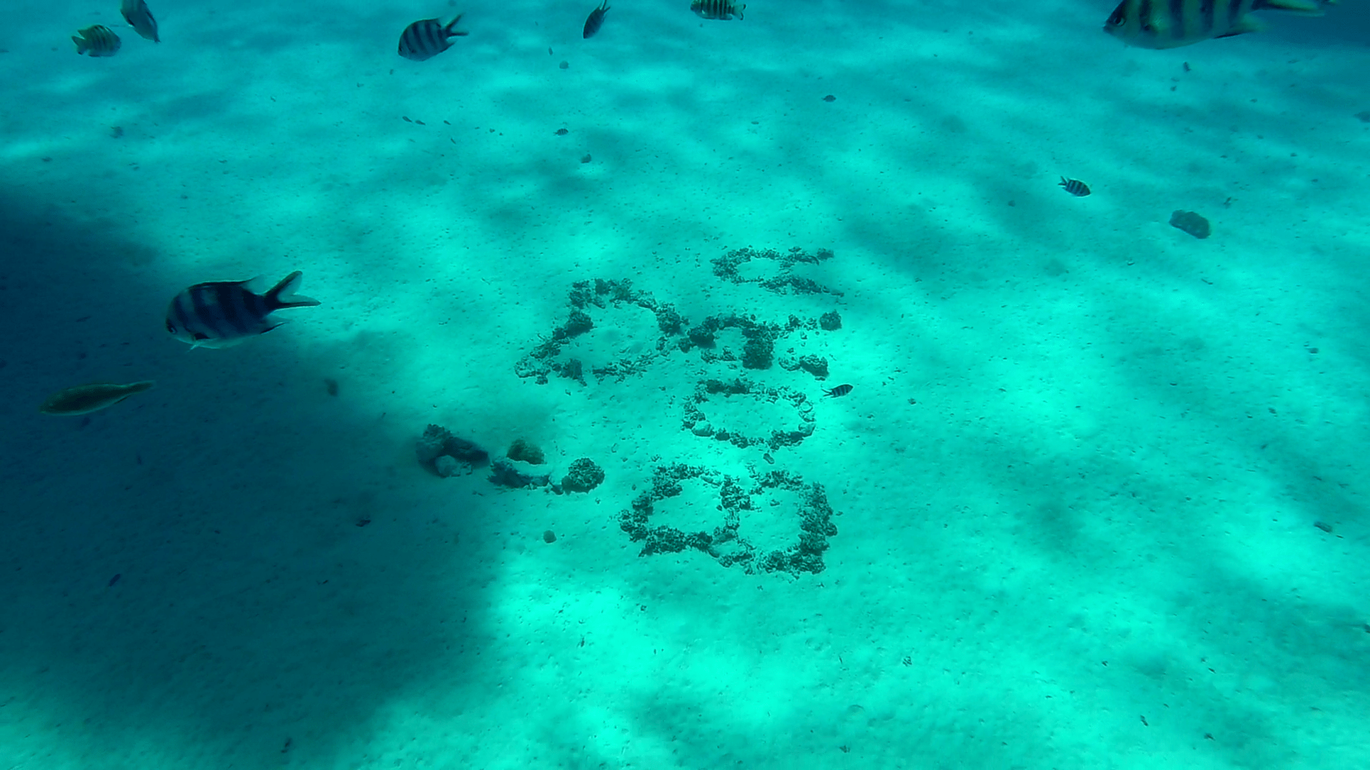 Jardin de coral Bora Bora Polinesia francesa - Bora Bora Island
