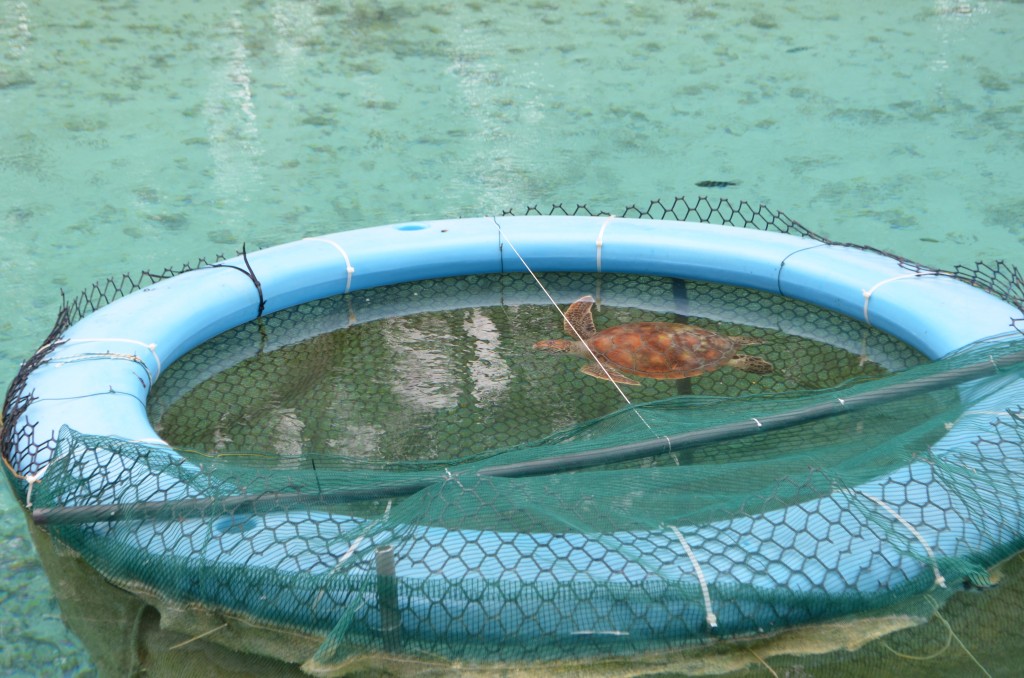 le meridien bora bora turtle