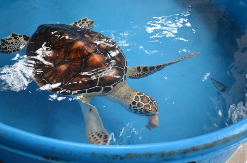 le meridien bora bora tortugas