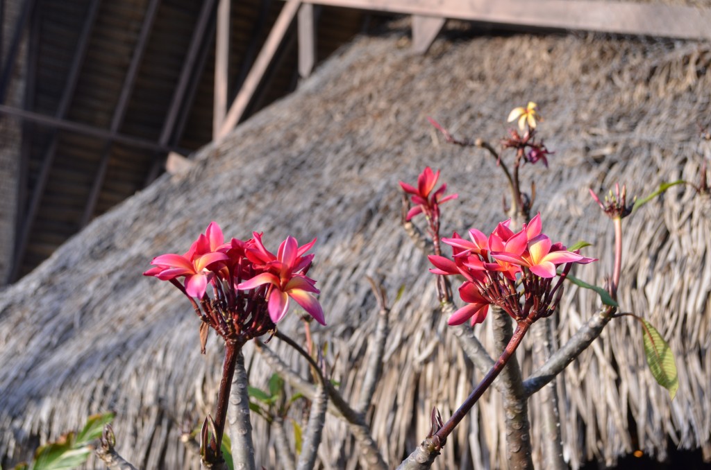 viajar a la polinesia francesa