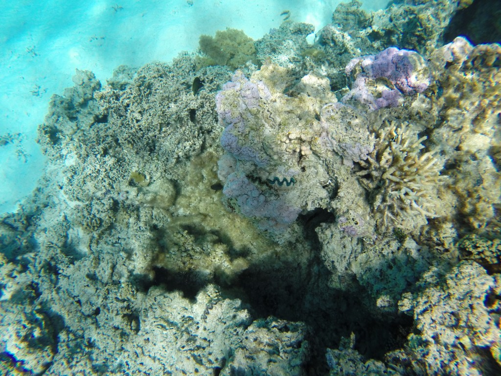 bora bora snorkeling