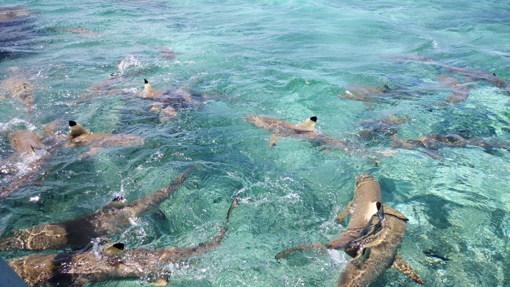 Tiburones de arrecife Bora Bora