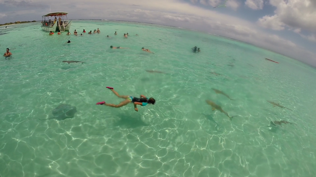 nadar con tiburones en moorea