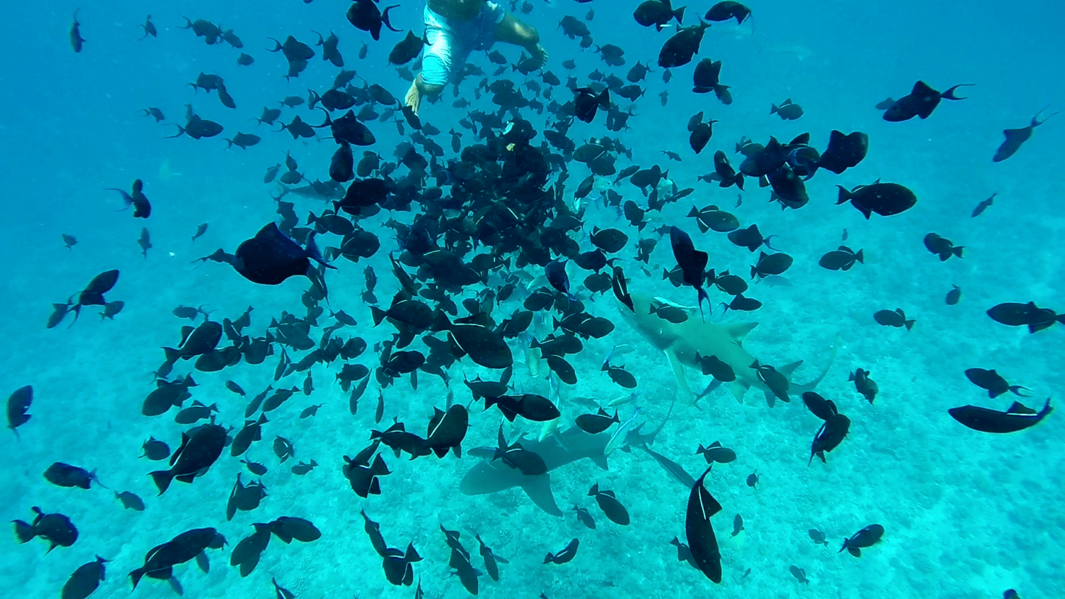 bora bora snorkeling con tiburones