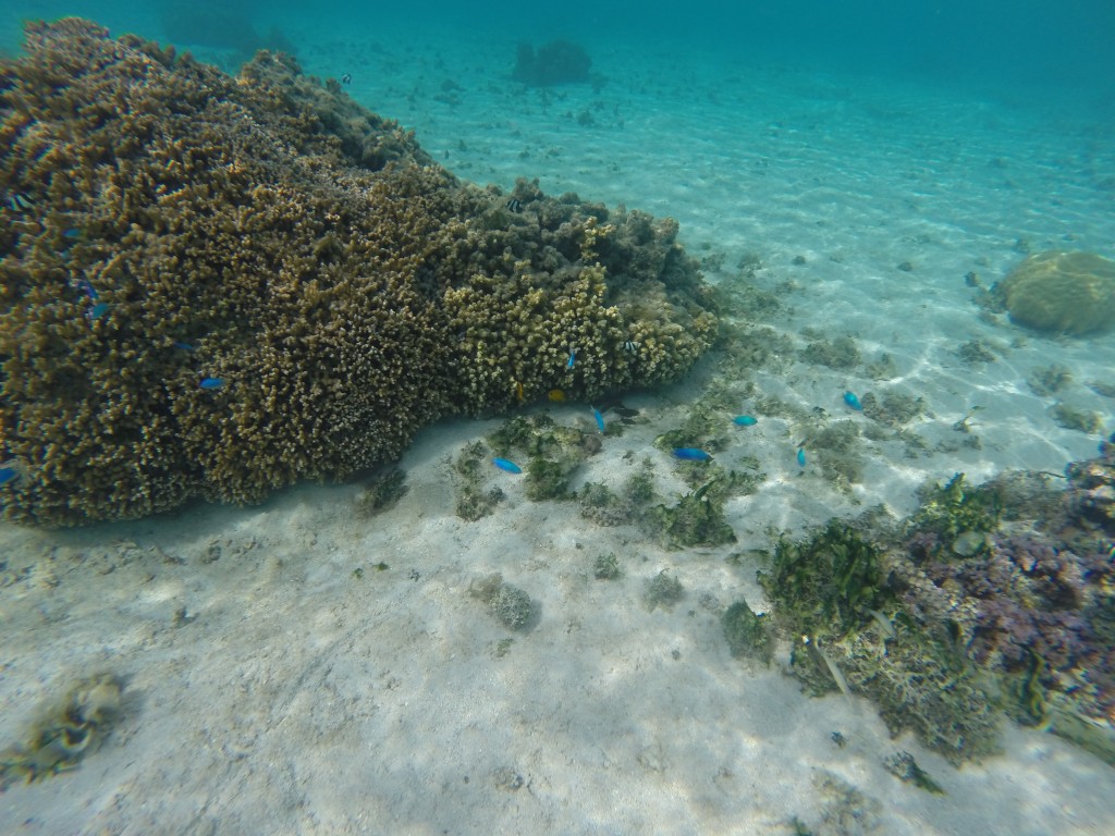 snorkeling sofitel moorea