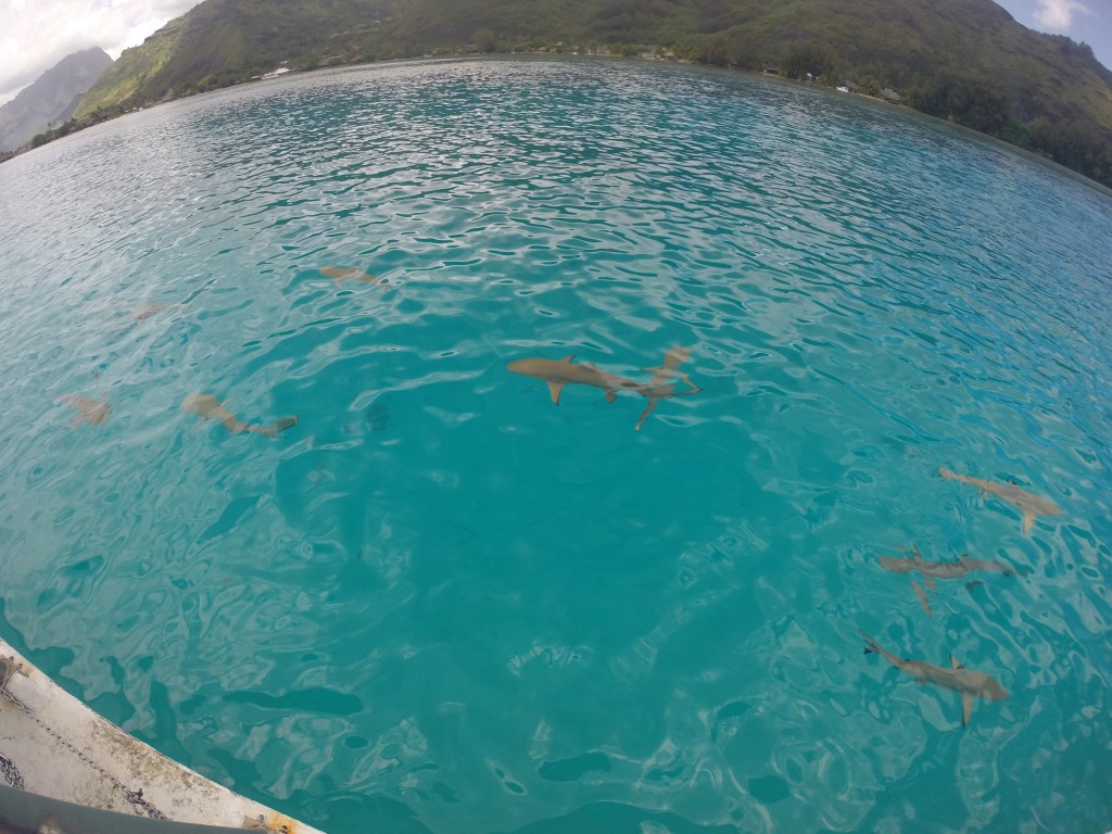 moorea nadar con tiburones