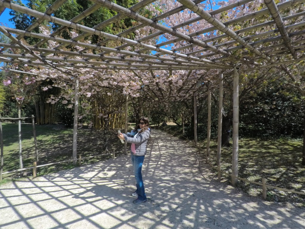 jardin japonés cerezos