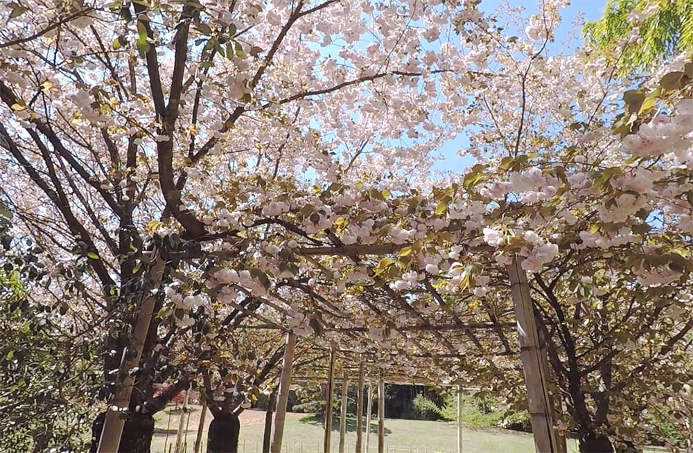 cerezos en flor - jardin exotico en el gard