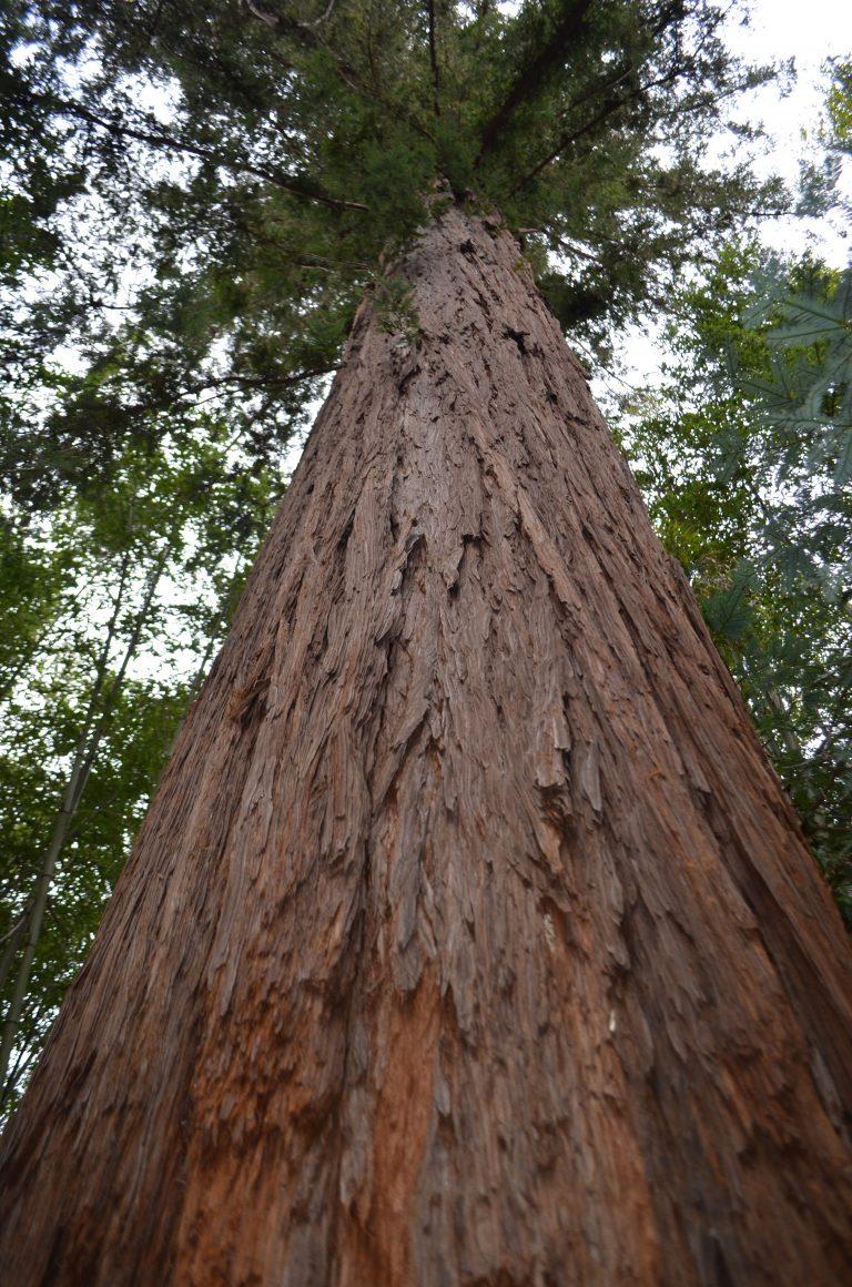Bambouseraie Hérault