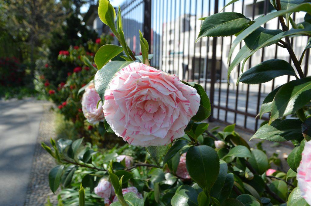 rosa Parco civico Lugano