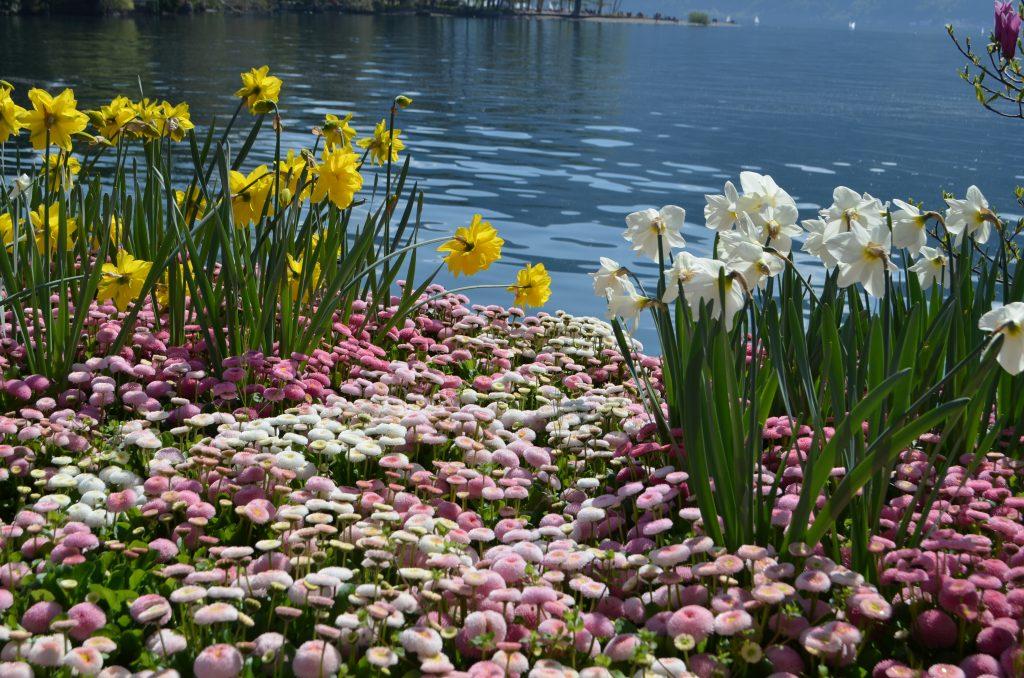 primavera en el lago lugano