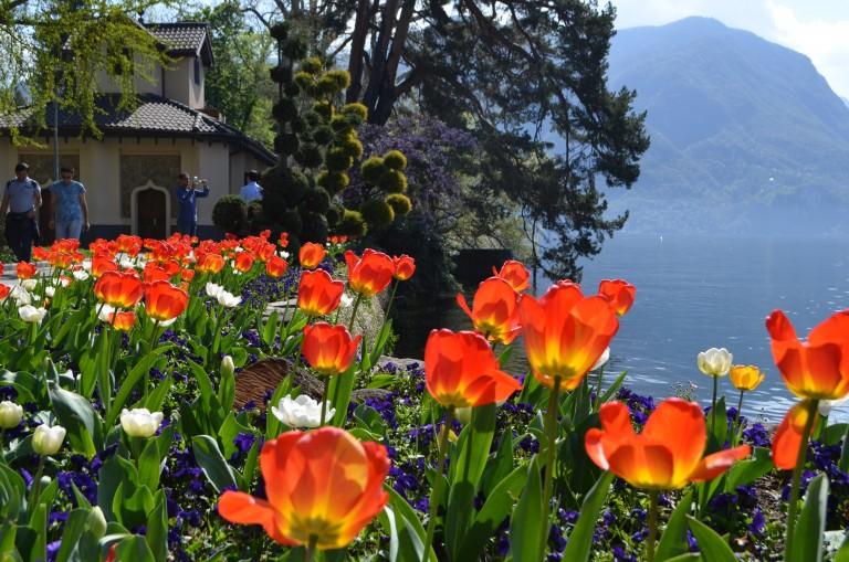 Tulipanes en Lugano