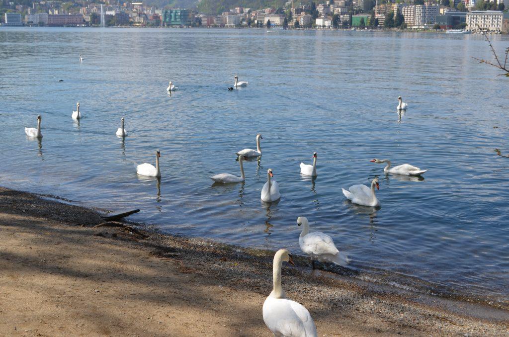 cisnes lugano lago