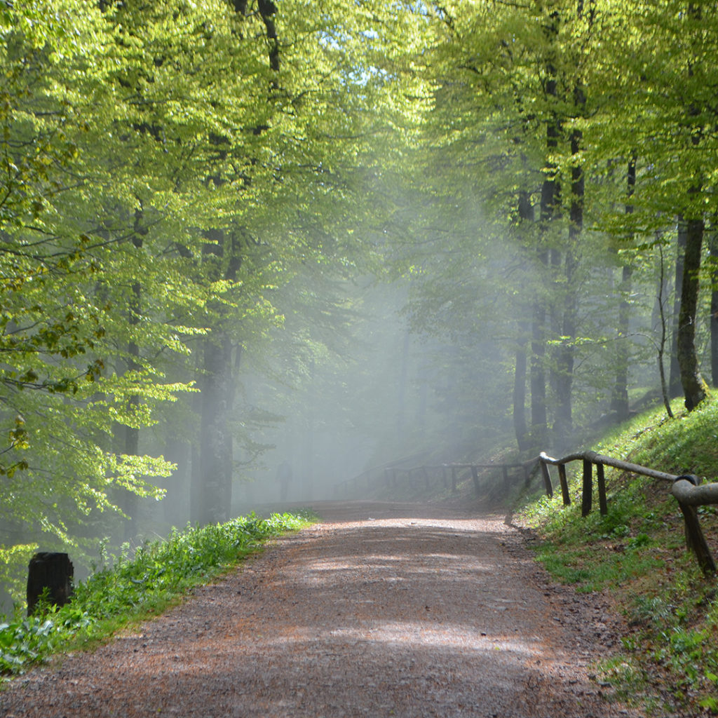 bosque en Schauinsland
