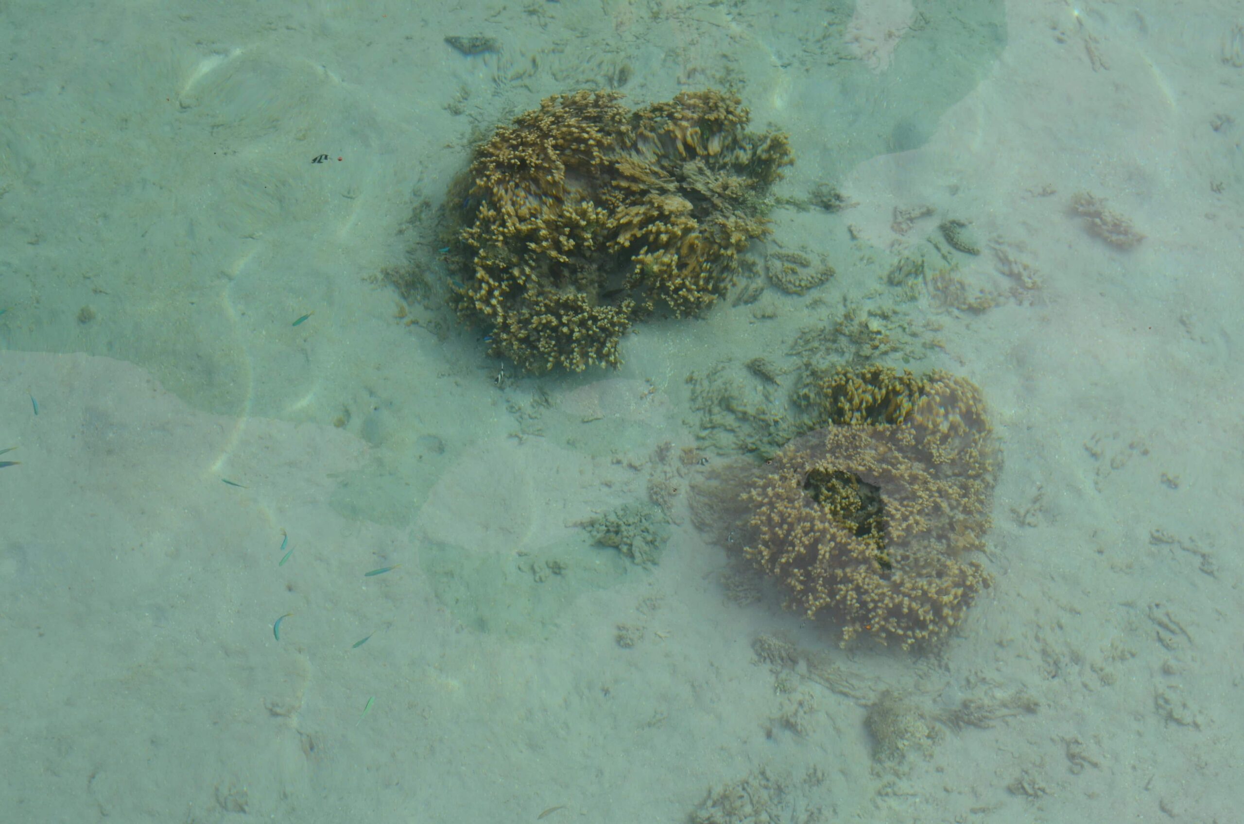 peces tropicales moorea