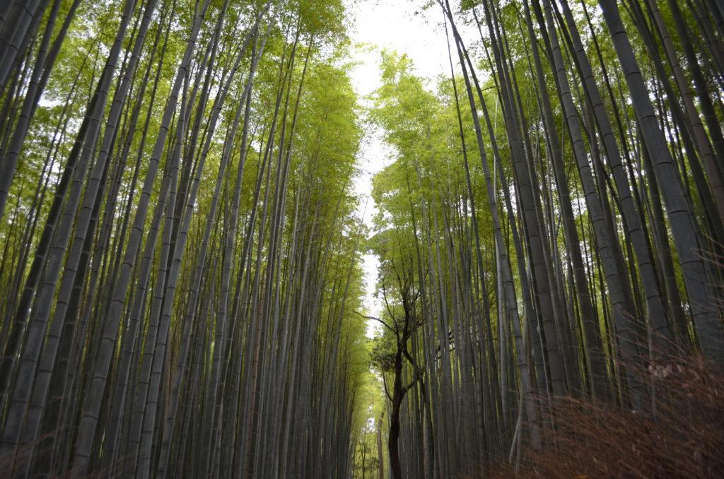 kyoto bambues