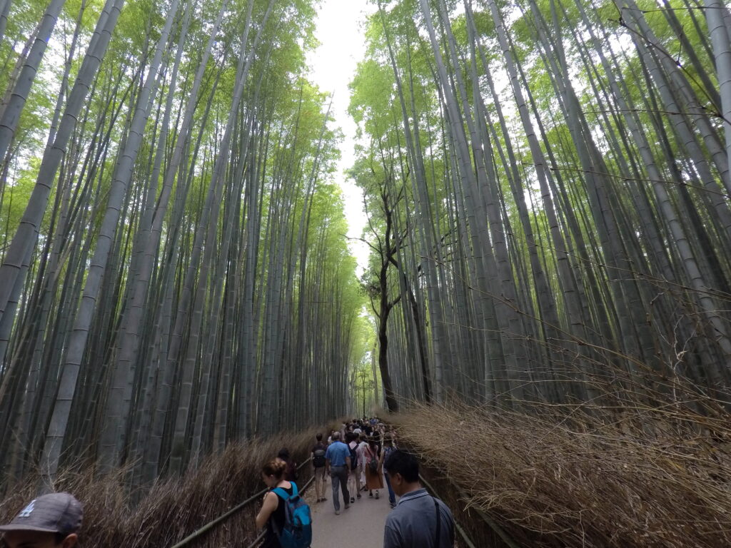 Bamboo forest Kyoto