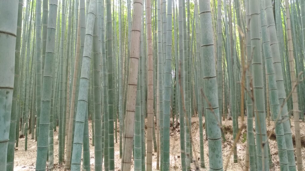 Bamboo forest Kyoto