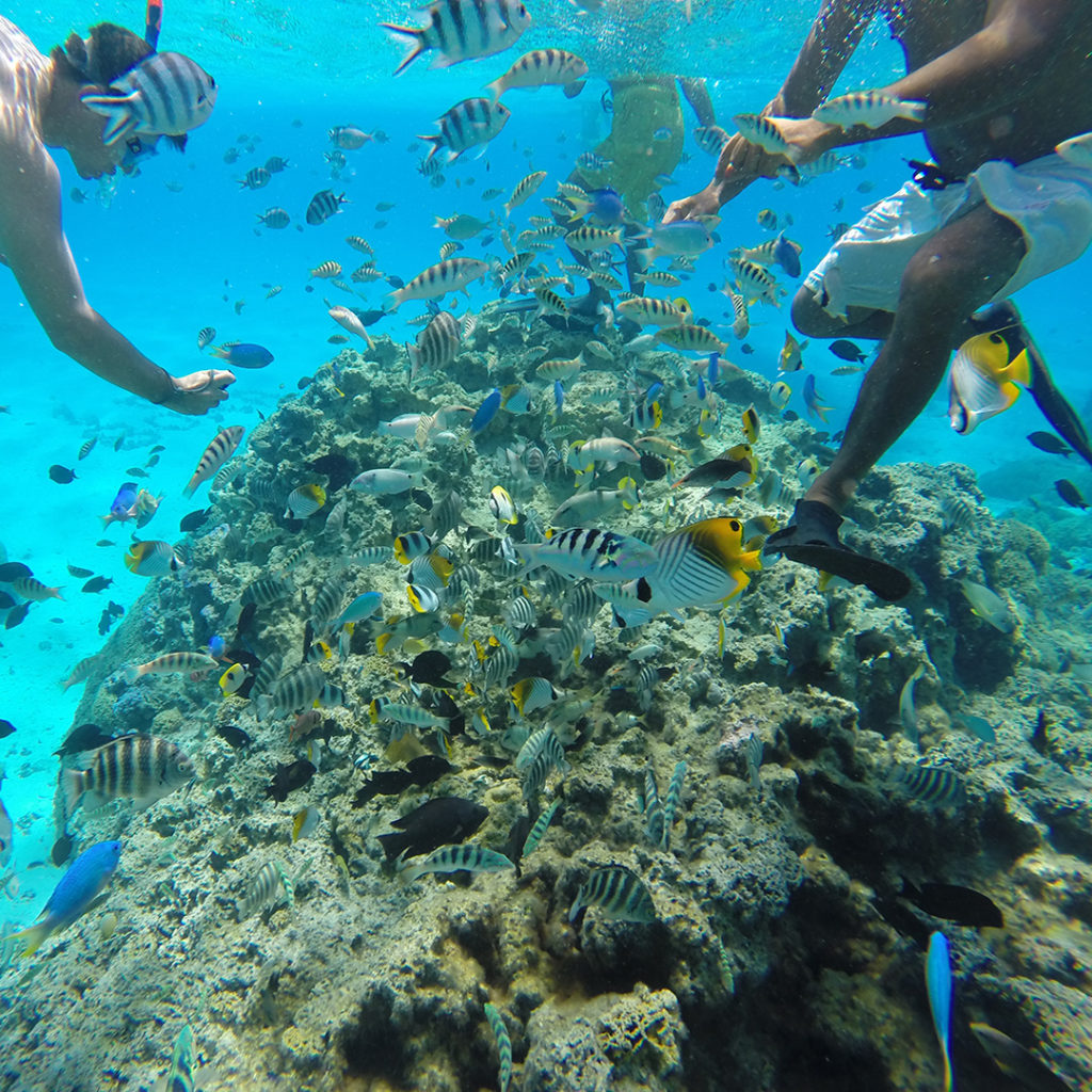jardin de coral bora bora