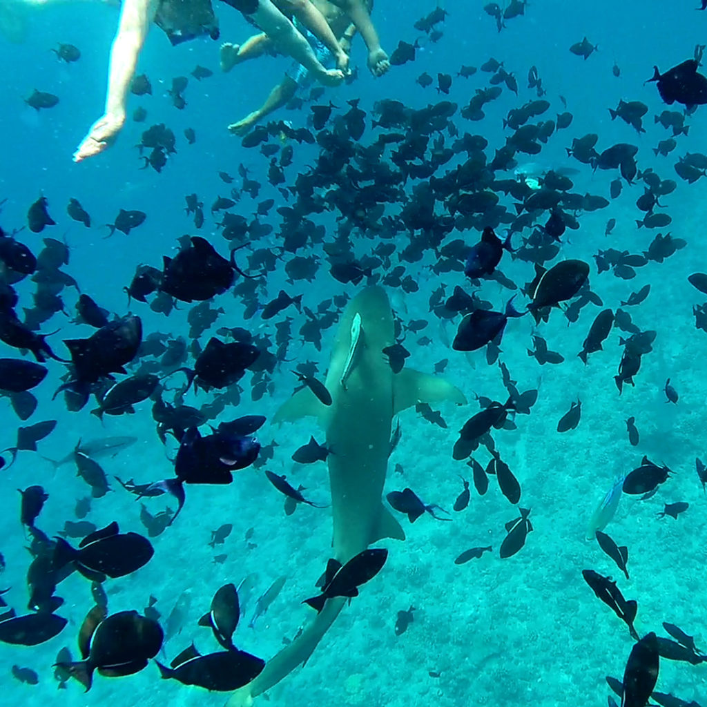 shark bora bora