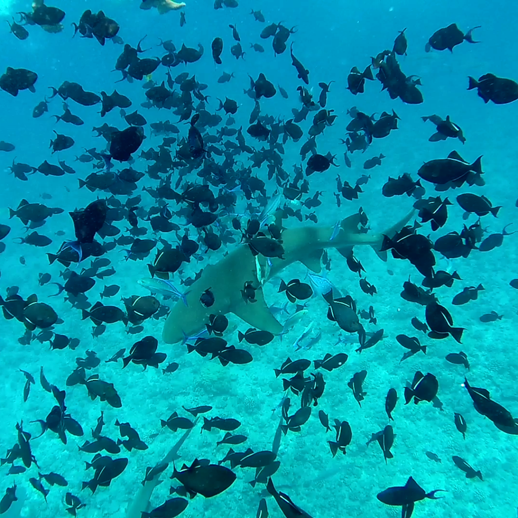 shark bora bora