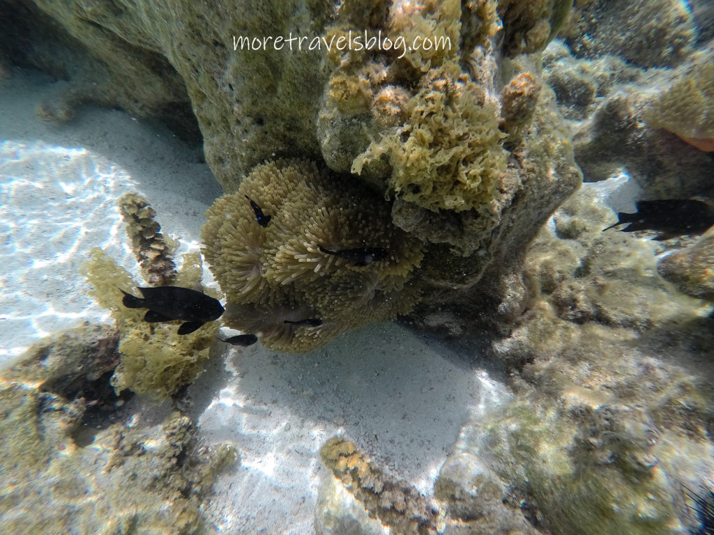 travels snorkeling tahaa