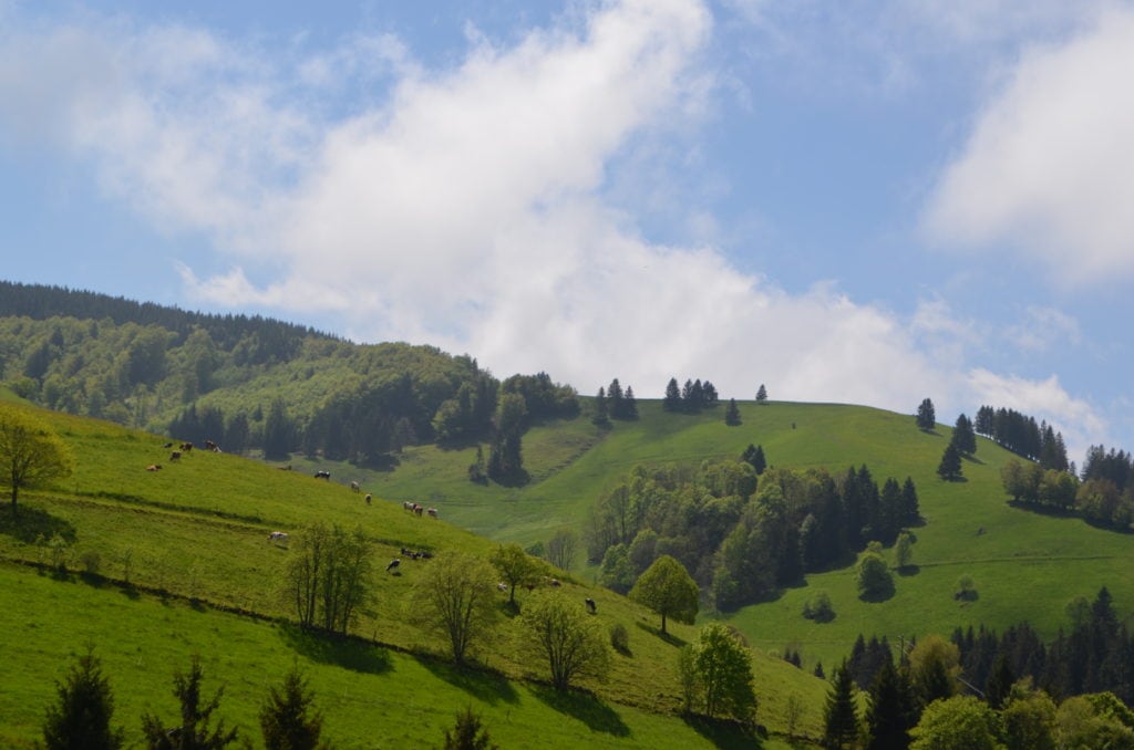 vista de unos valle en la selva negra