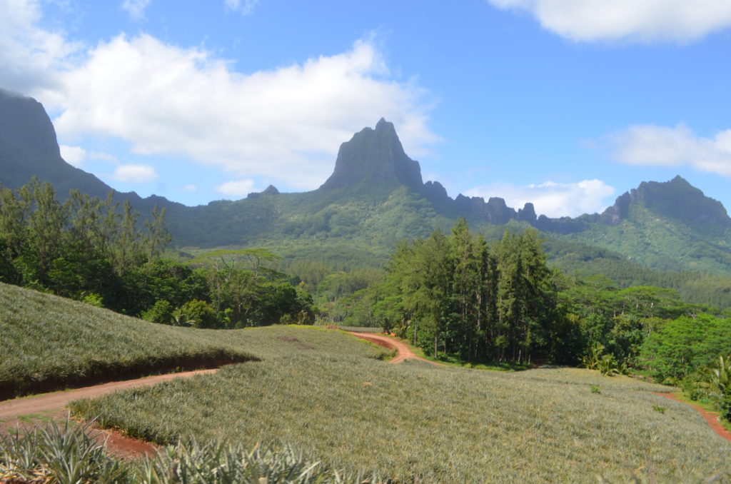 campos de piña moorea