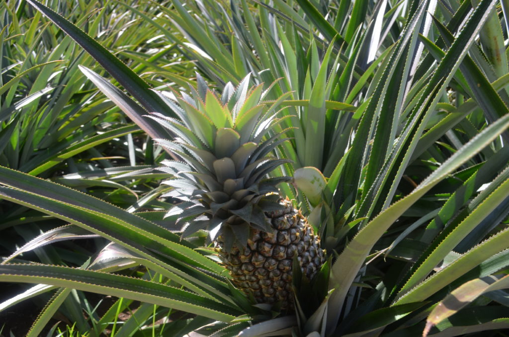 pineapple moorea