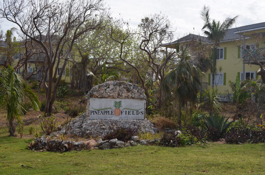 bahamas eleuthera pinneapple fields