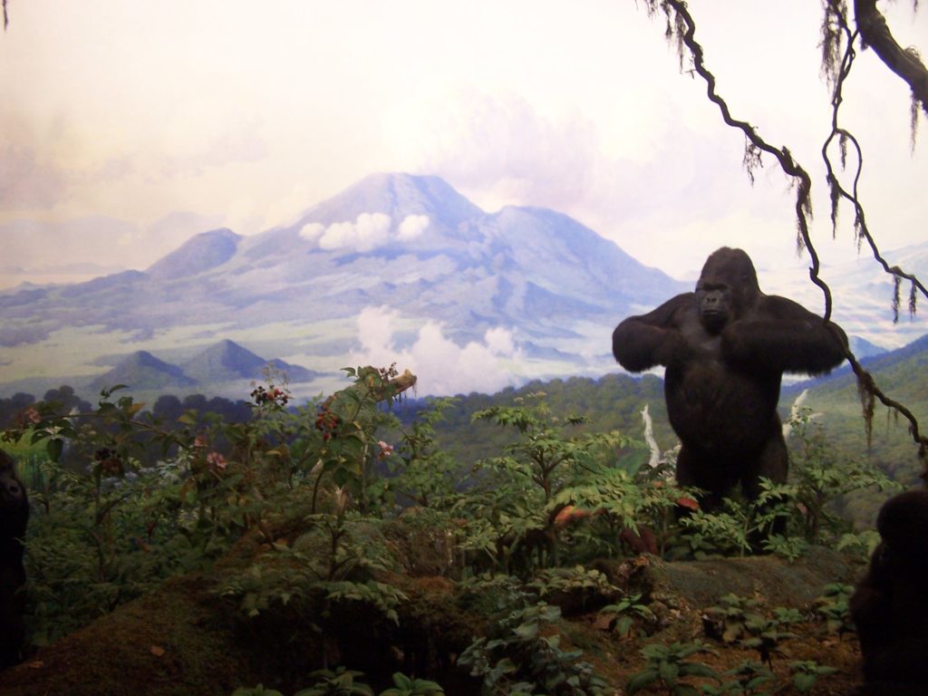 historia natural new york