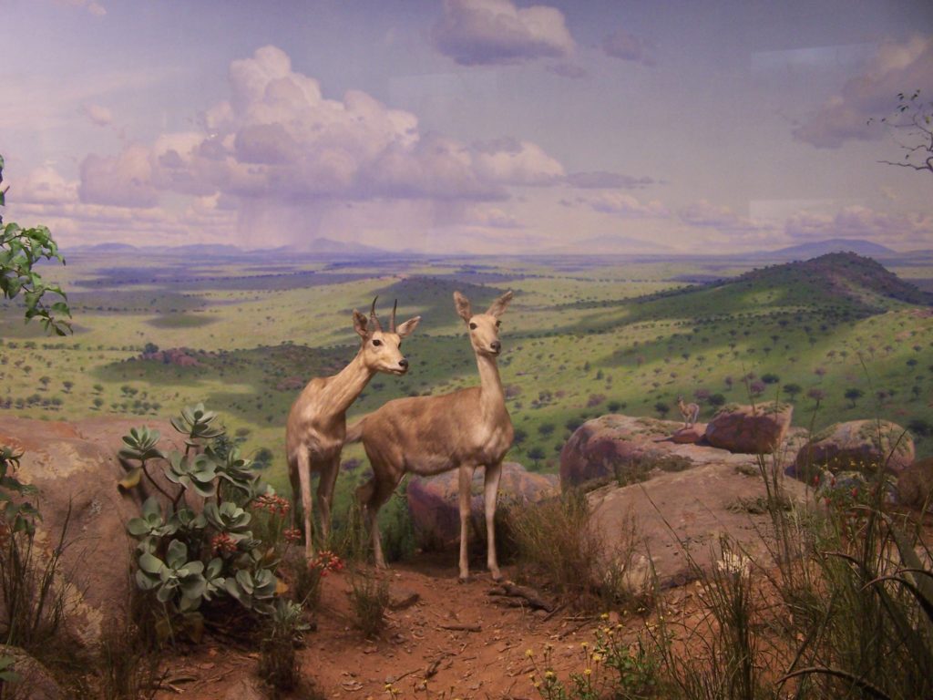 historia natural new york