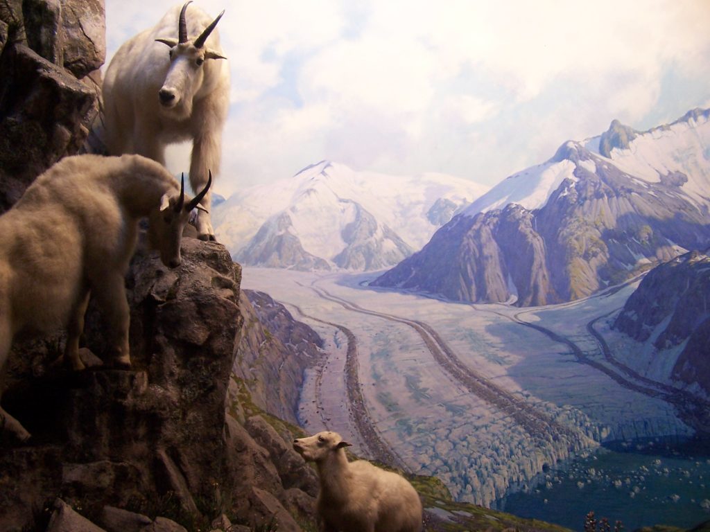 museo de historia natural new york