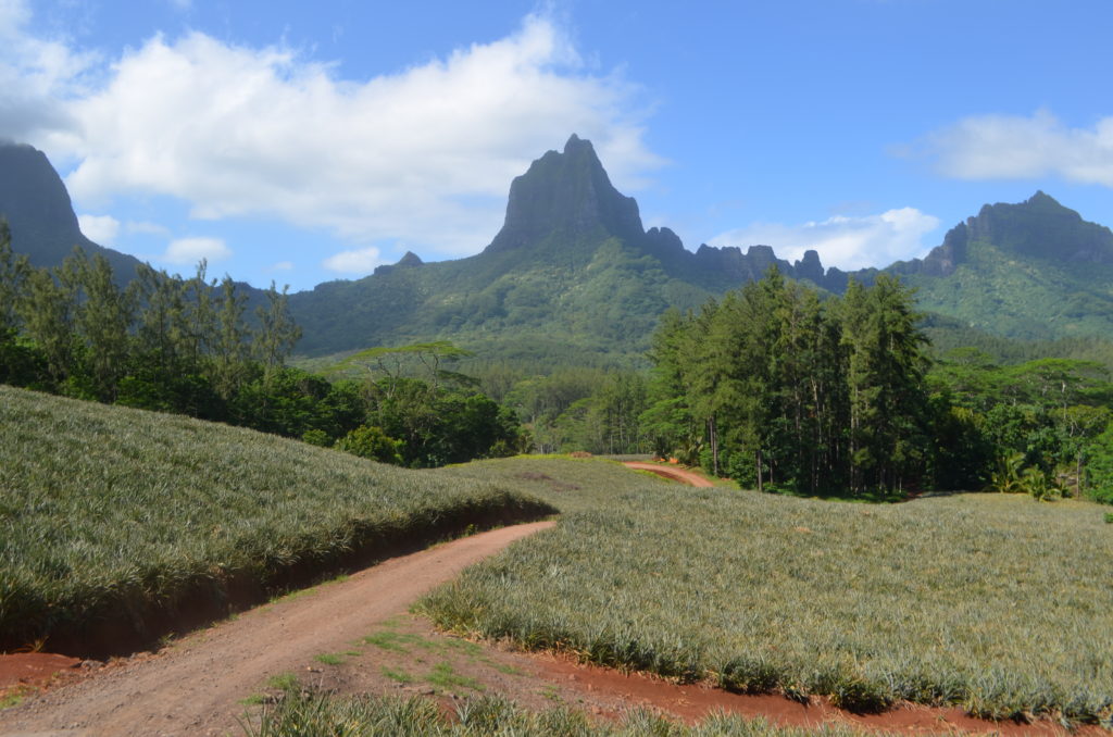 moorea pinas