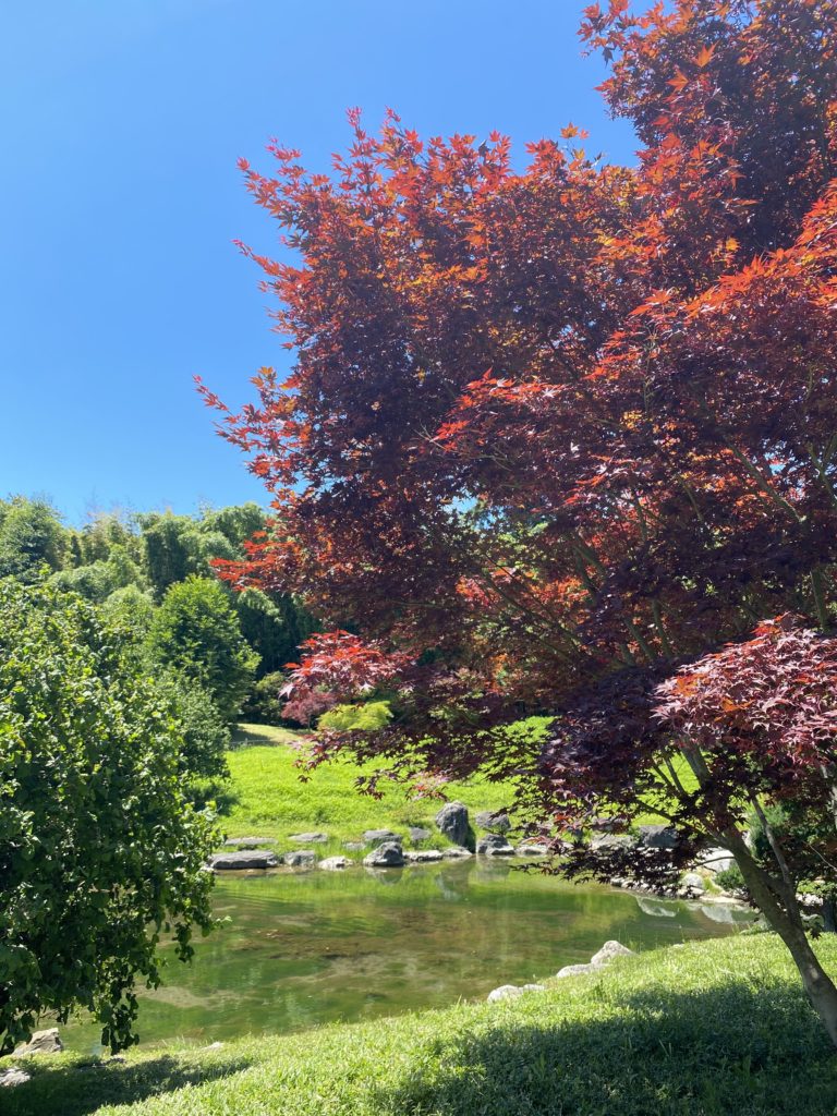 erables de la bambouseraie france