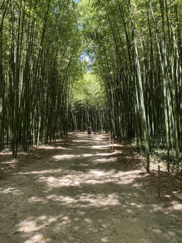 bosque de bambu