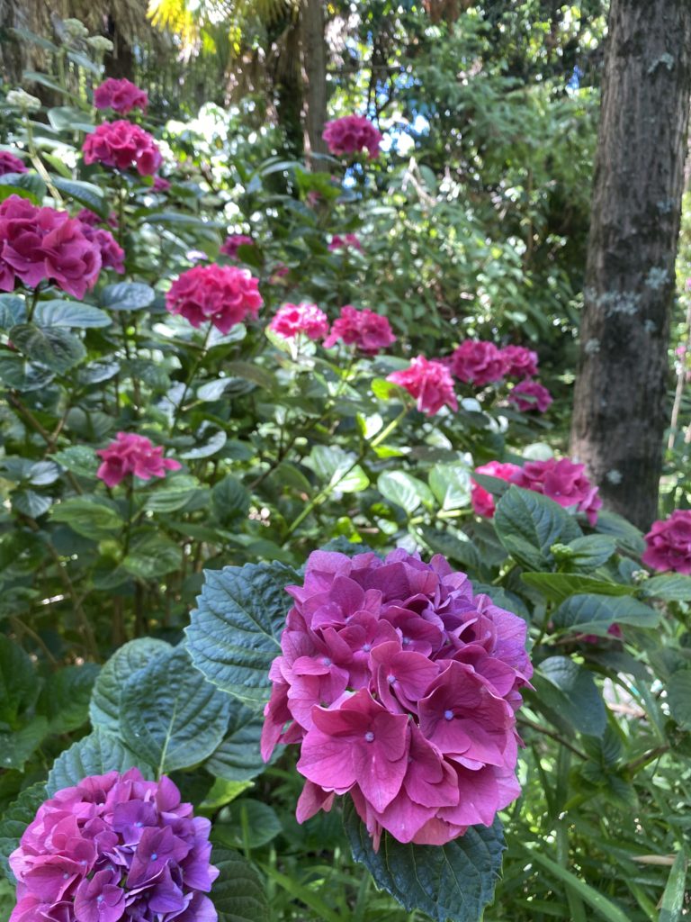 hortensias rojas