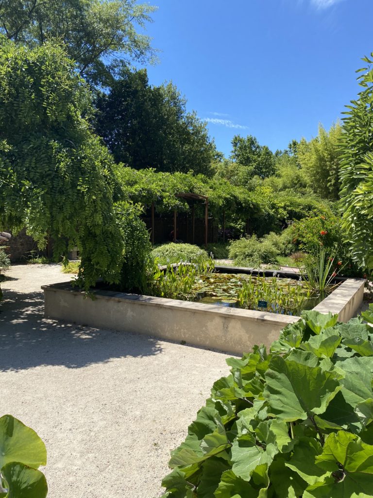 jardines con flores acuaticas