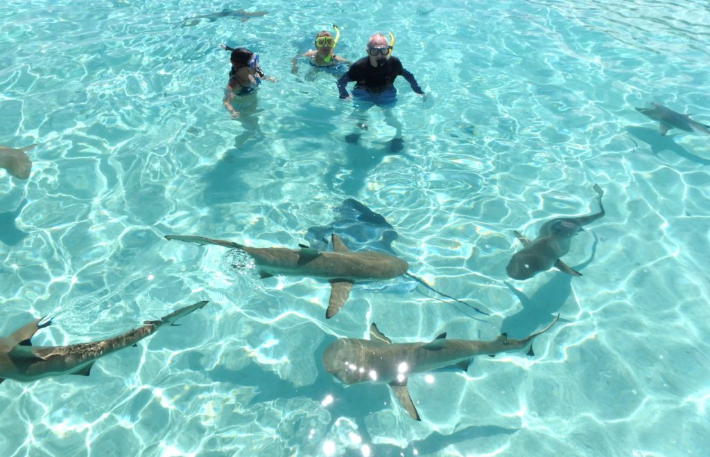 snorkeling tiburones en moorea