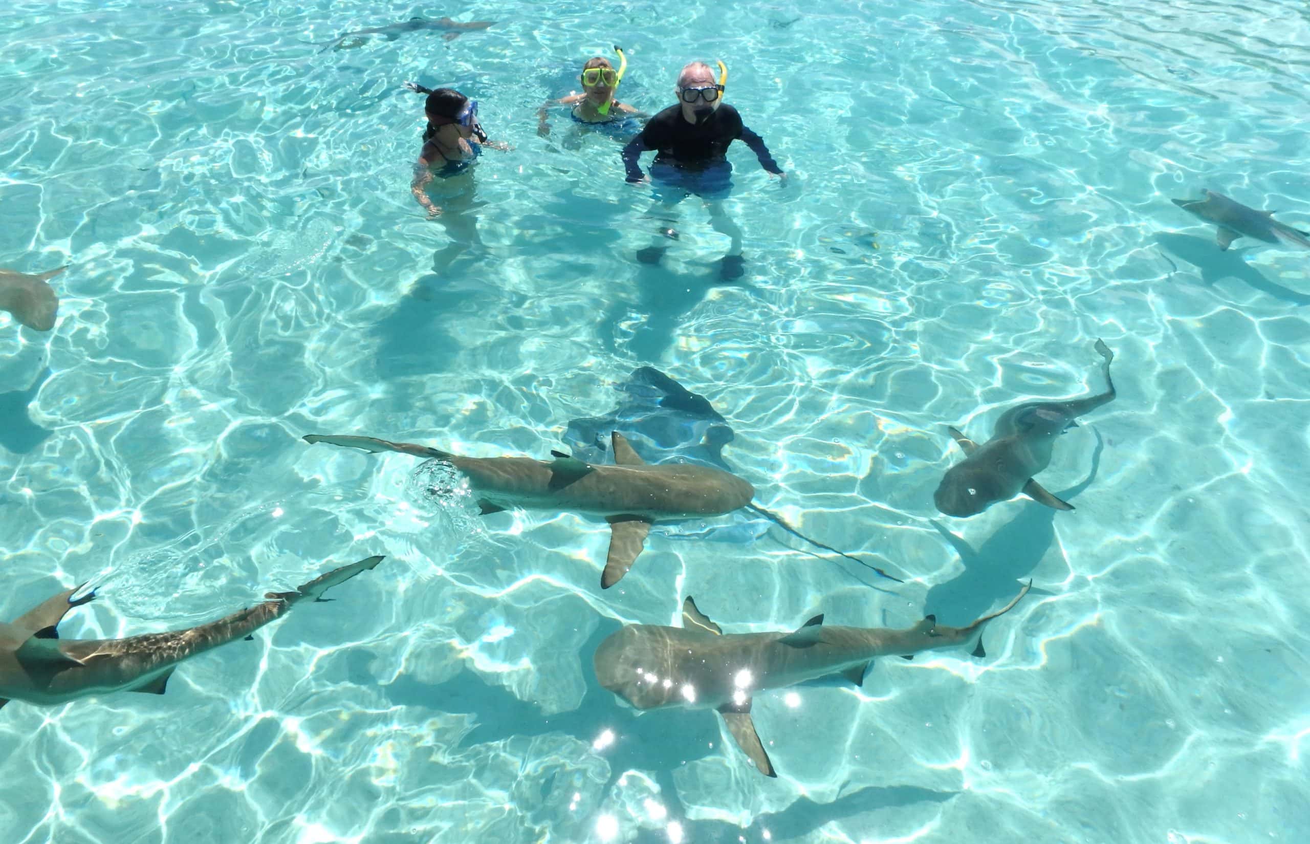 snorkeling tiburones en moorea