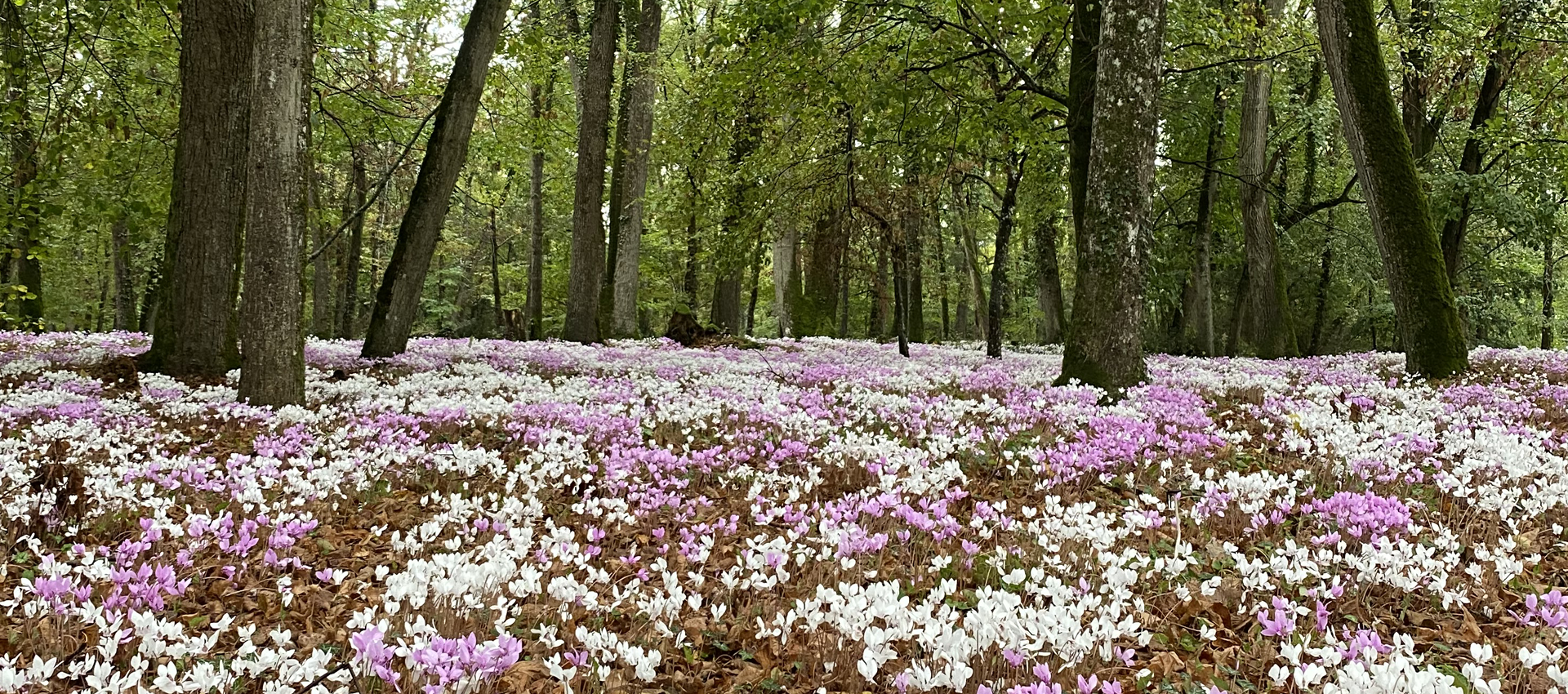 banner - bosque floreado --tips de viaje