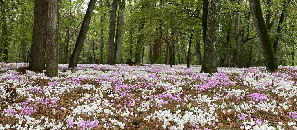 bosque -recursos para planear un viaje
