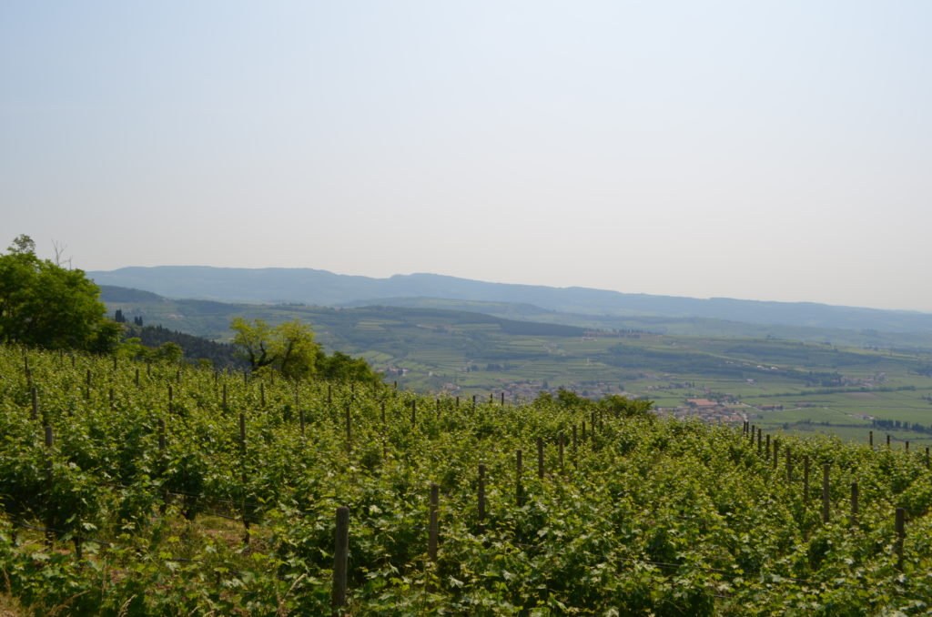 valpolicella