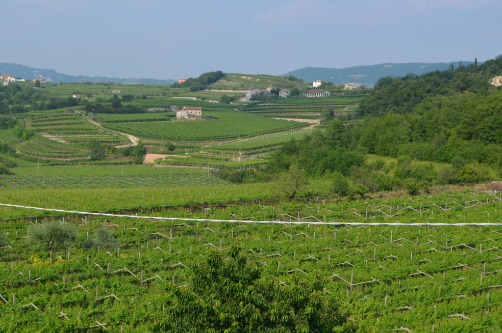 viñedos valpolicella