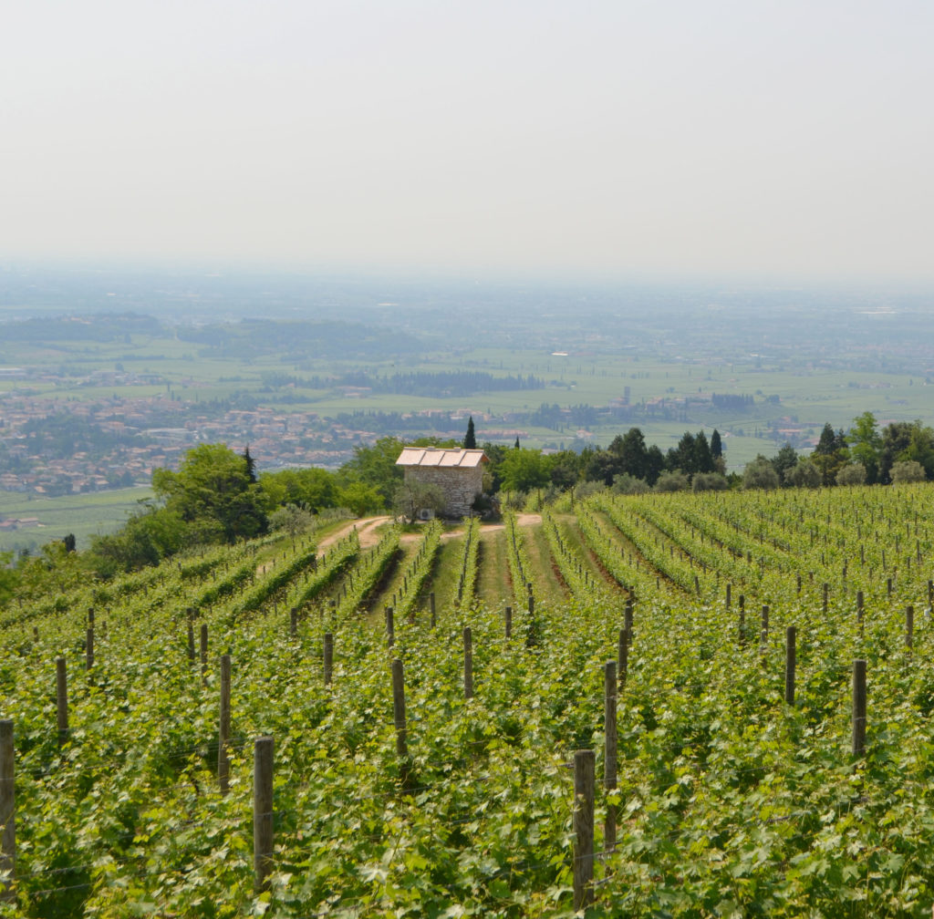 valpolicella vino