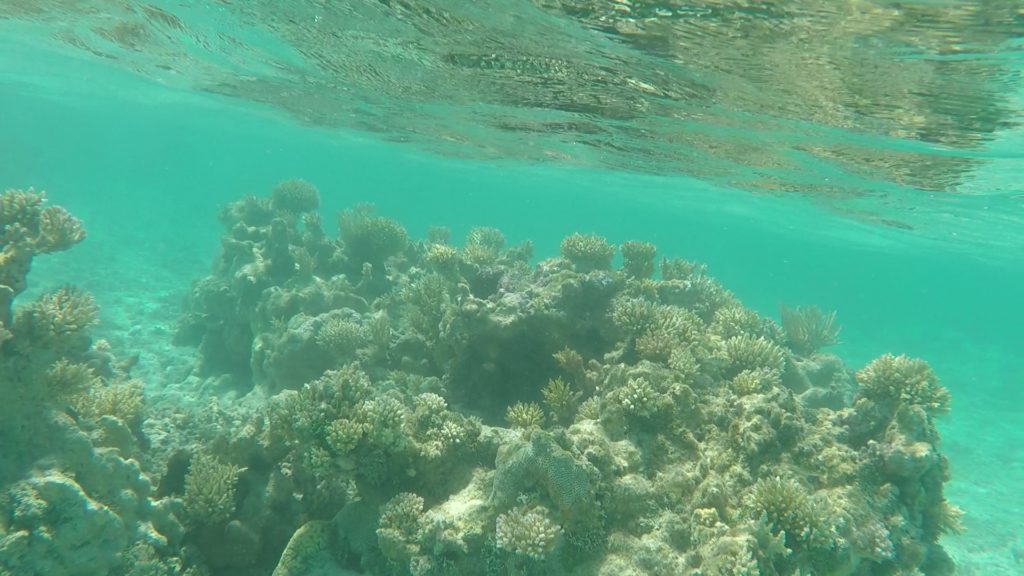 snorkeling rangiroa