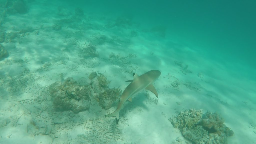 snorkeling rangiroa
