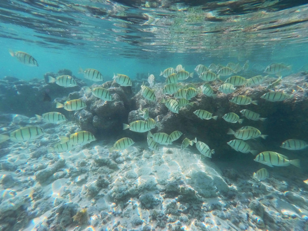 Tuamotus Snorkeling En Rangiroa