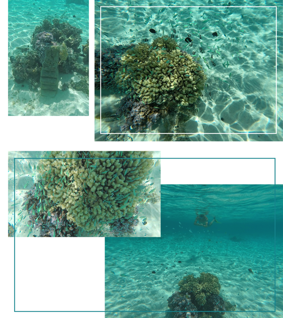 moorea beaches best spot for snorkeling